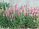 Veronica spicata