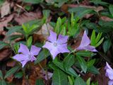 Vinca minor