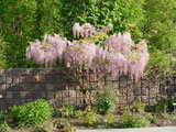 Wisteria floribunda „Rosea“